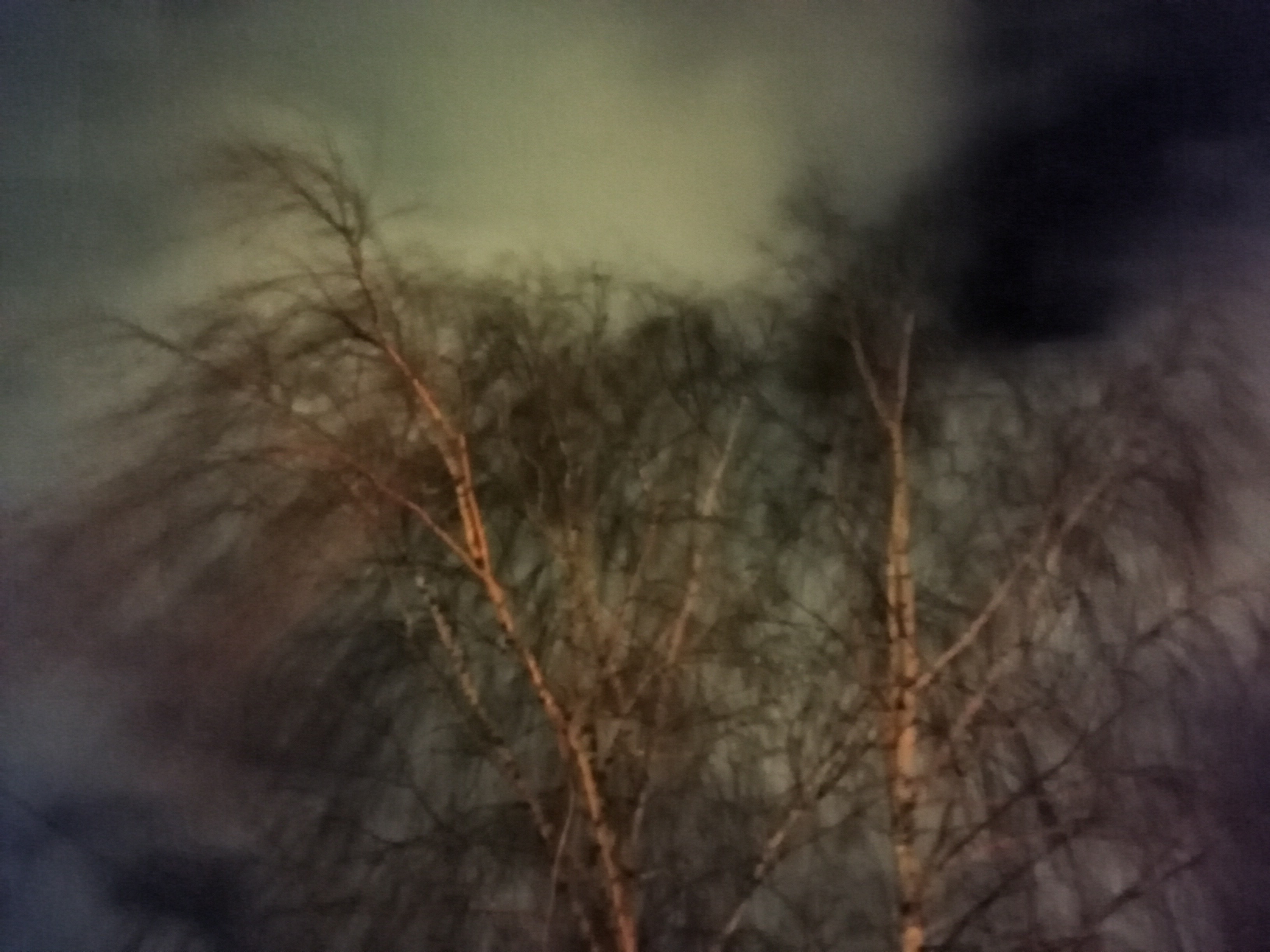 "Drzewo z horroru". Autor: Anna Kawkowska